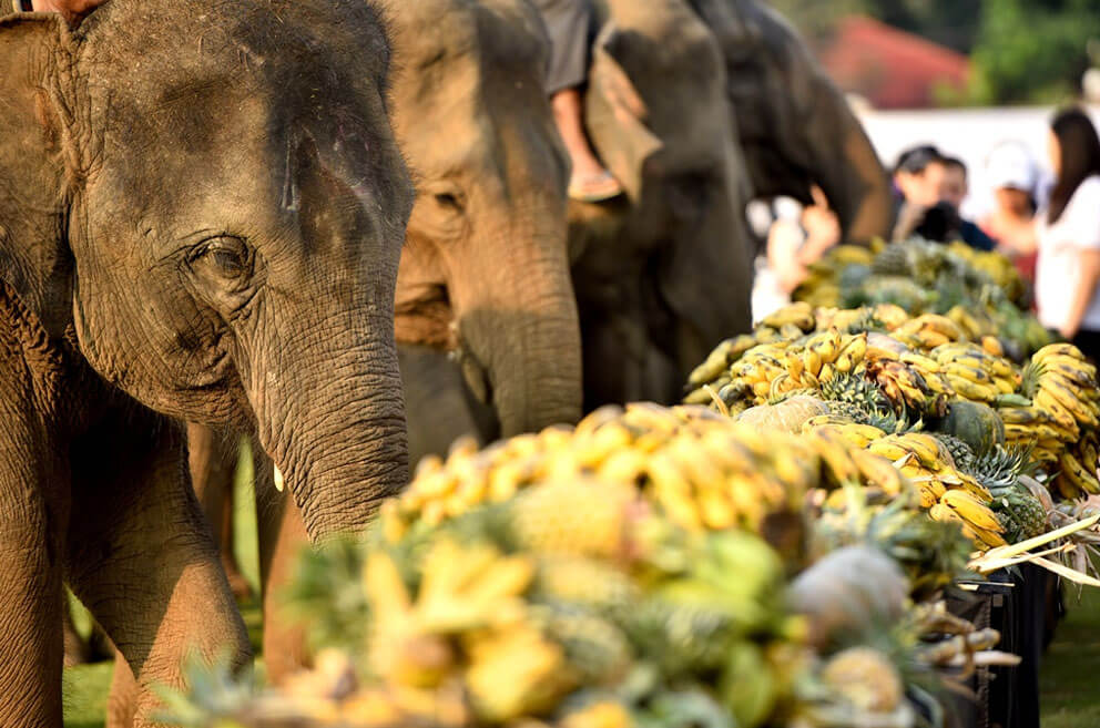 Become acquainted with a monster companion at Kuala Gandah Elephant Orphanage Sanctuary